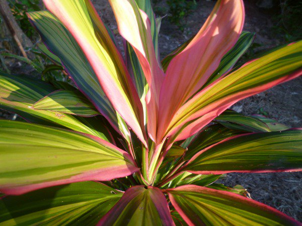 Cordyline terminalis（ティ・リーフ）の種苗