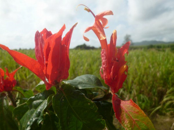 Ruellia colorataの種苗