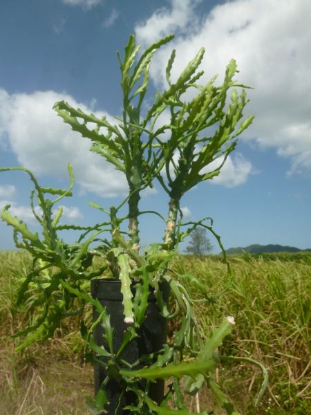 Euphorbia grandidens 大歯キリンの種苗