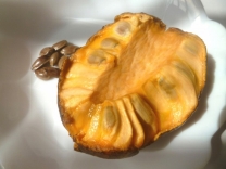 珍しい果物　ランバイ大苗　(黄色) すごいフルーツ】ランバイ（学名：Baccaurea motleyana）って何