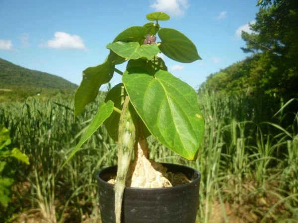 Matelea cyclophyllaの種苗