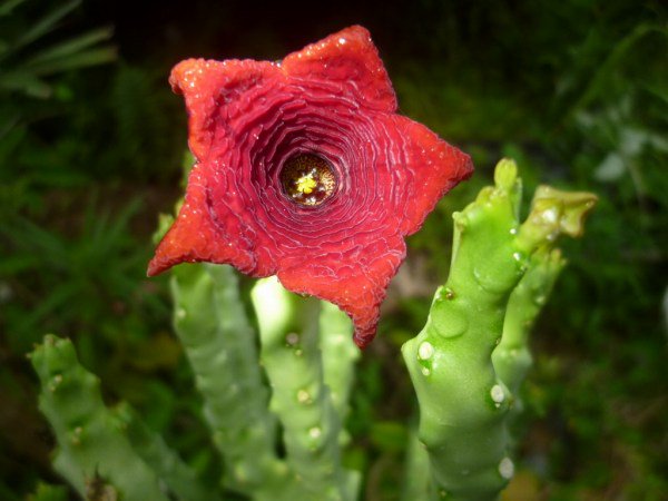 Caralluma socotranaの種苗