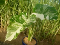 入荷中 Yahoo!オークション - coronans Aglaomorpha [石垣島産