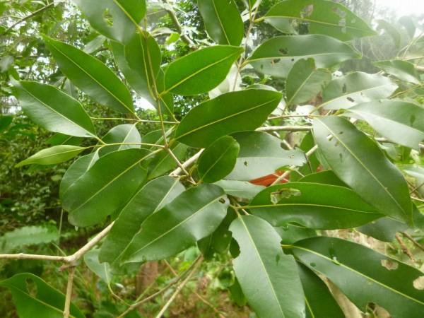 732〓希少 Myrciaria Pilosa 熱帯果樹 ラスト1苗 732〓希少 Myrciaria Pilosa 熱帯果樹 ラスト1苗