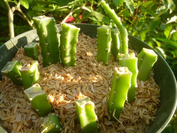 夜の女王の種苗