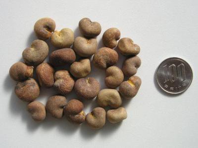 バオバブの種 Adansonia Madagascariensisの種