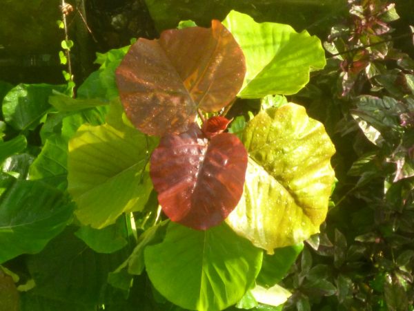 フィクス・ウンベラータの種苗