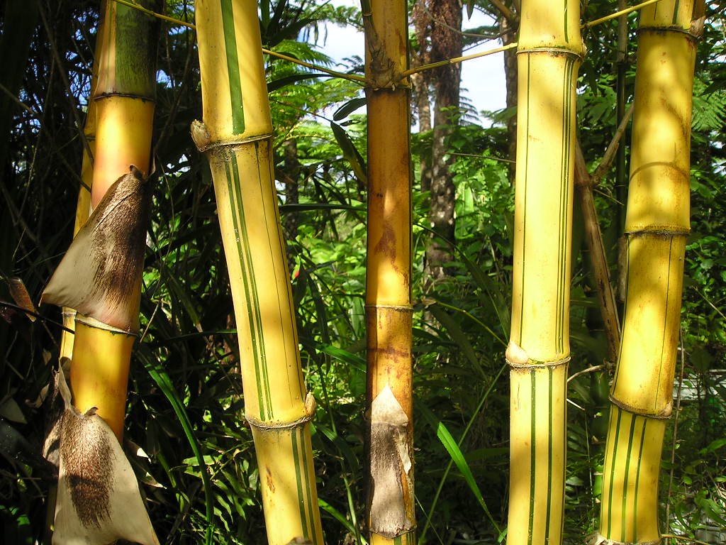 わのふじ帯(お太鼓柄)  竹と金糸