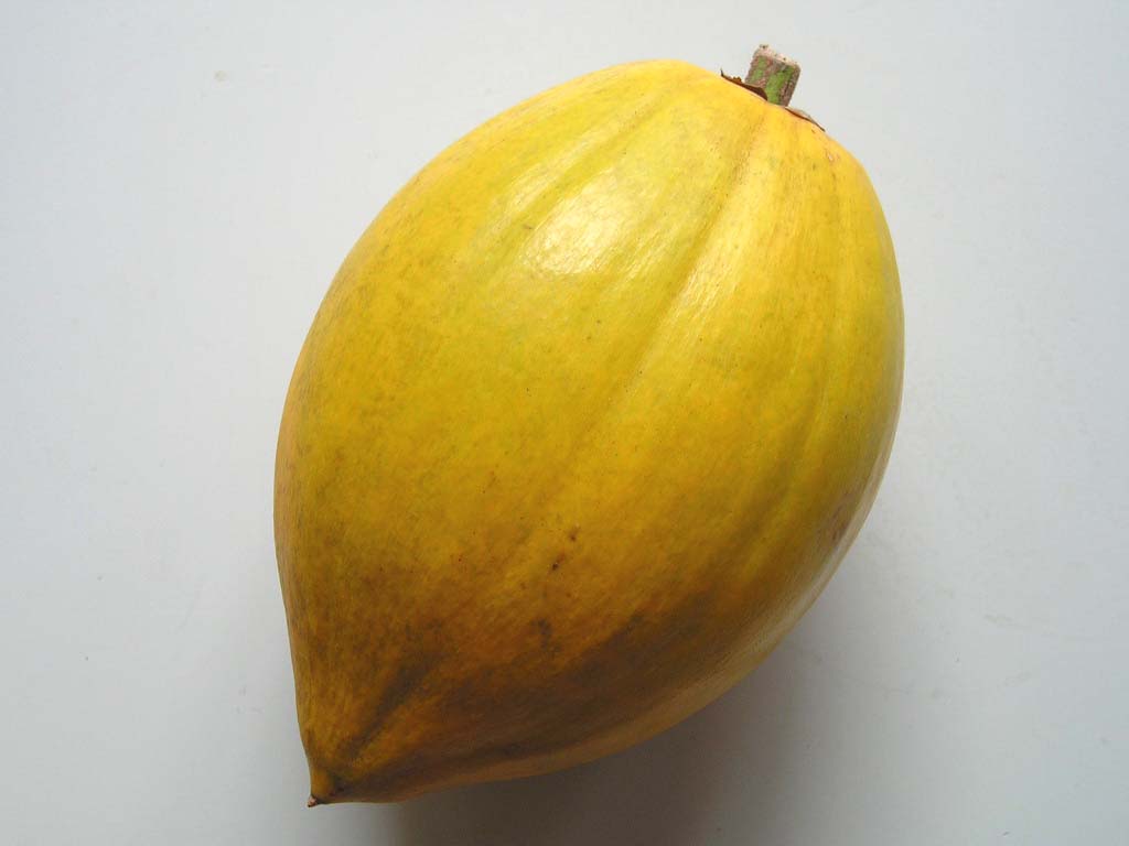 カニステル種苗