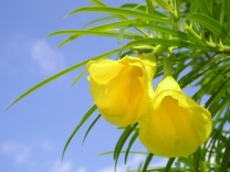 ヒメアリアケカズラの種苗