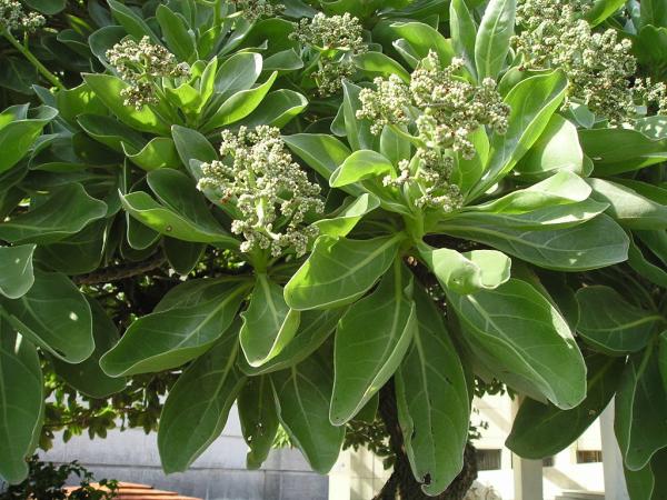 ✨✨✨オキナワモンパノキ【◎良品素材】検/黒株/old tree monpa モンパノキ - Wikipedia