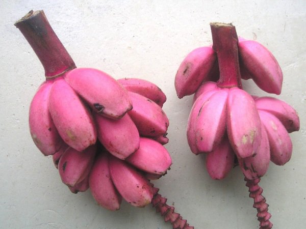 ベビーピンクバナナ Musa Velutinaの種苗