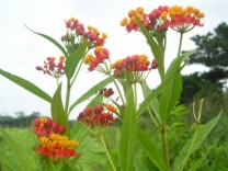 石垣島の植物通販 ”ファンタジア”