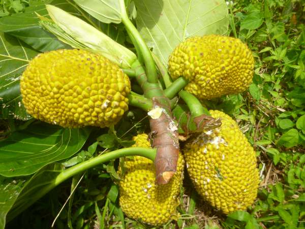 パンノキの種苗 パンノキの種苗