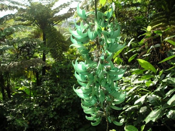 ヒスイカズラの種・苗 - 石垣島の植物通販 ”ファンタジア”