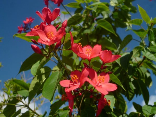 テイキンザクラの苗