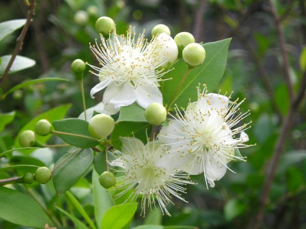 ギンバイカ（銀梅花 Myrtus communis）の種苗