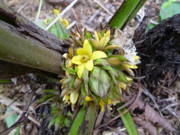 カークリコ（Curculigo angustifolia）の種苗