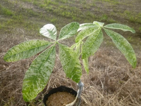 パキラ ミルキーウェイ 実生苗 斑入り 大手通販 植物/観葉植物