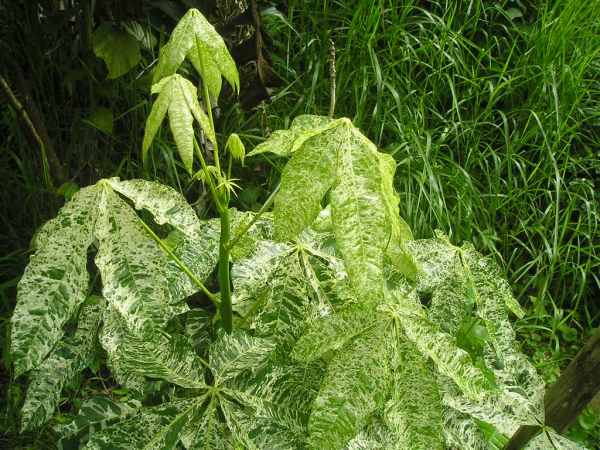 パキラ ミルキーウェイ 実生 斑入り 4号鉢つき 高さ100センチ❗極上斑❗