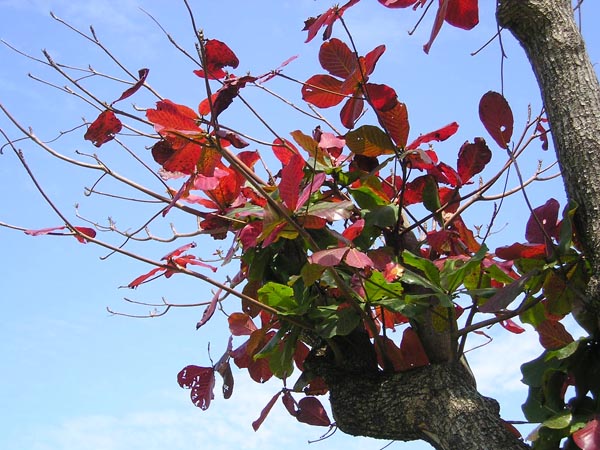 モモタマナの種苗