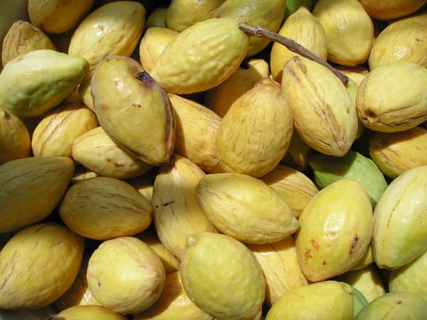 モモタマナの種苗