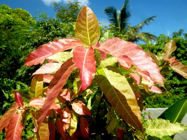 フィクス・ビレンス・スノーストーム（Ficus virens �Snowstorm�）の種苗