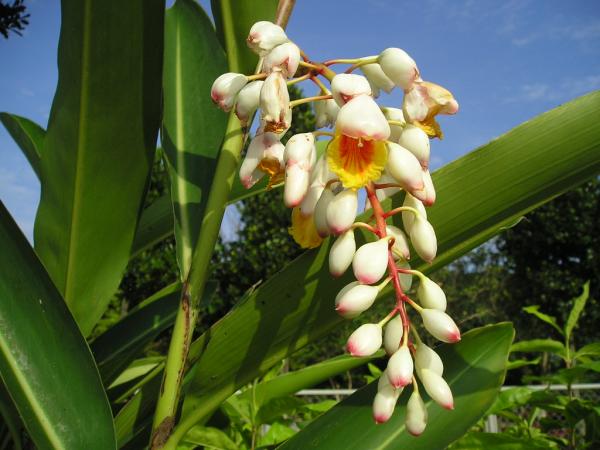ゲットウ月桃沖縄産 ゲットウ（月桃）の種苗