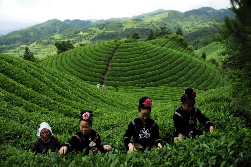 雲南省で手摘みされる茶葉