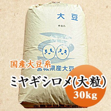 【令和５年産】宮城県産　ミヤギシロメ（大粒）（30kg） 豆 通販【豆平 まめへい】丹波 黒豆 大豆 小豆 ひよこ豆 レンズ豆の問屋販売