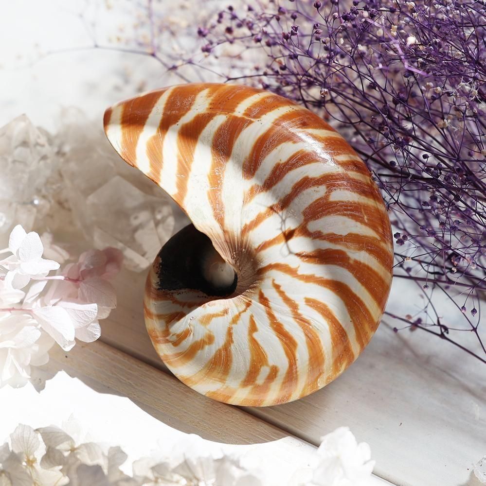 オウムガイの殻 - 海福雑貨通販部