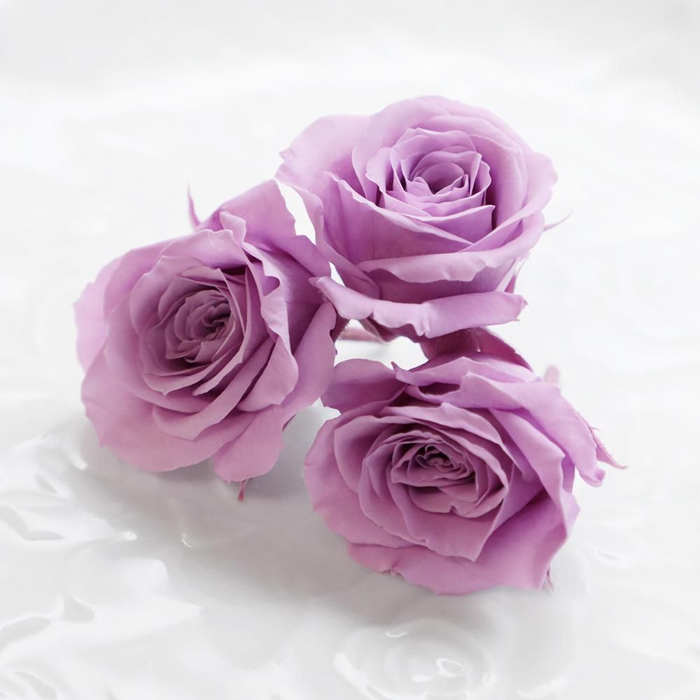 薄紫薔薇3輪セット - 海福雑貨通販部