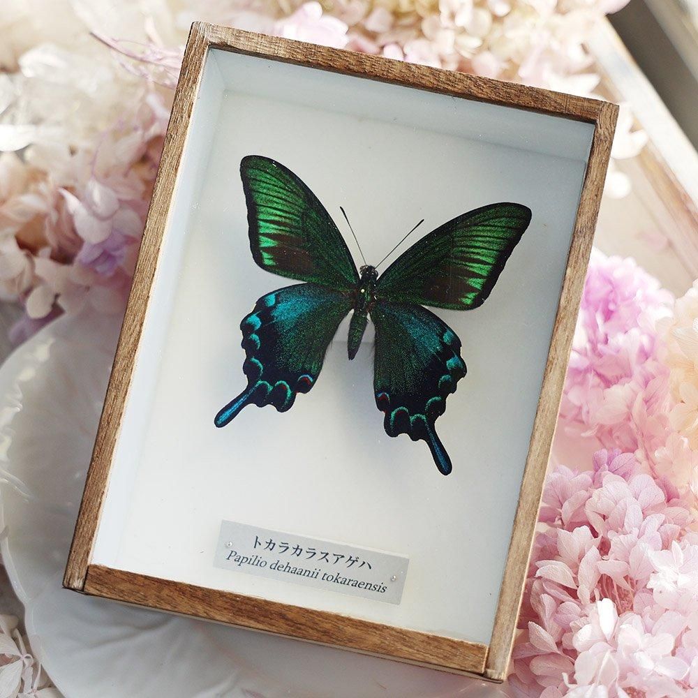 ヘレナモルフォ♂ ペルー・ティンゴマリア産 蝶 昆虫 標本 Morpho - 虫