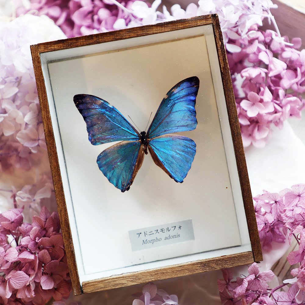 蝶の標本 アドニスモルフォ Morpho adonis モルフォチョウ