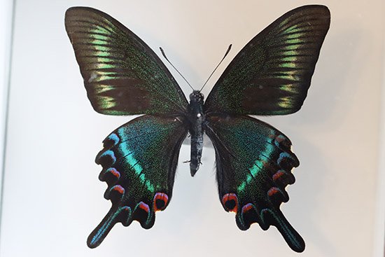蝶標本「ミヤマカラスアゲハ」 - 海福雑貨通販部