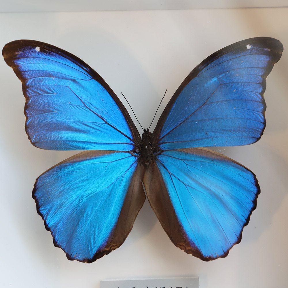蝶標本「ディディウスモルフォ」（備考有） - 海福雑貨通販部