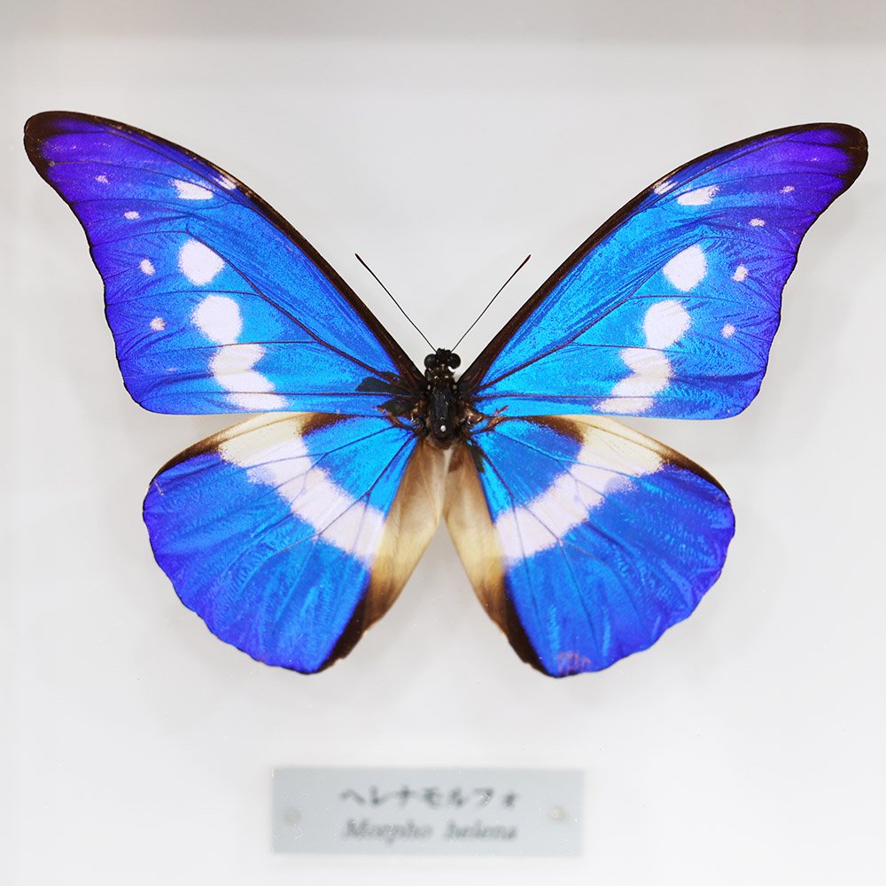 ヘレナモルフォ♂ ペルー・ティンゴマリア産 蝶 昆虫 標本 Morpho - 虫