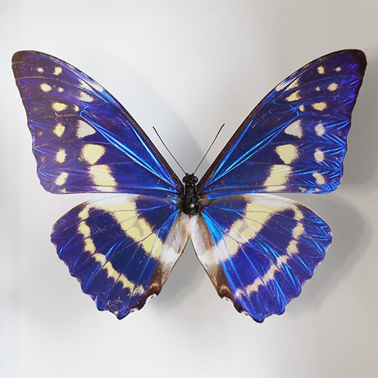 蝶標本 キプリスモルフォ（♂） - 科学、自然