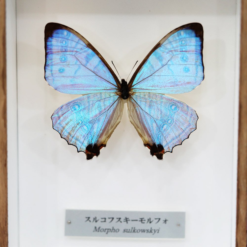 限​定​販​売​】 シンガポール モルフォ蝶 標本 Morpho didius 虫類用品