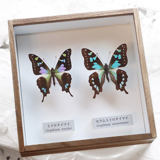 蝶標本「ミイロタイマイセット」- 海福雑貨通販部