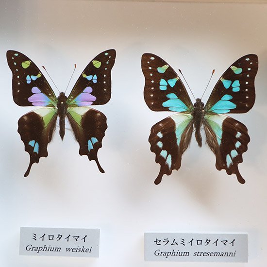 在庫有】 蝶の標本 美しいタイマイの世界(特AA) その他 - www 