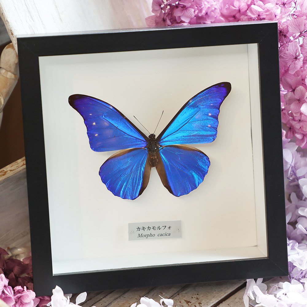 蝶標本 美麗豪華‼️ モルフォ、トリバネ含む外国産三角紙47頭セット