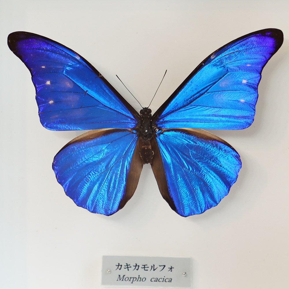 蝶標本「カキカモルフォ」 - 海福雑貨通販部