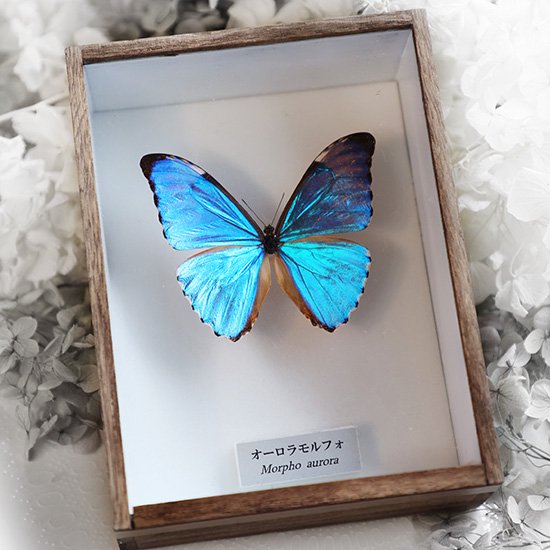 蝶標本「オーロラモルフォ」 - 海福雑貨通販部