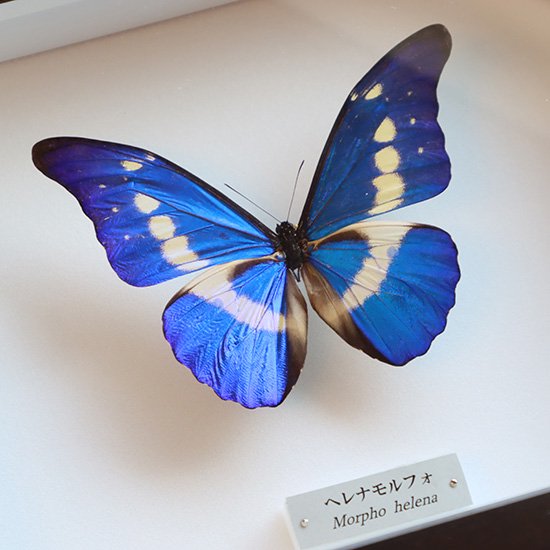 ヘレナモルフォ♂ ペルー・ティンゴマリア産 蝶 昆虫 標本 Morpho