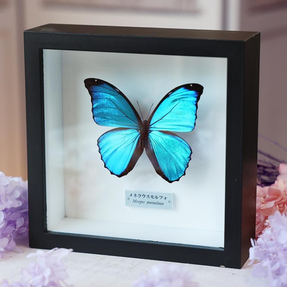 コエポン❗蝶標本‼️ Amazon.co.jp: 蝶の標本 キプリスモルフォ Morpho cypris モルフォ