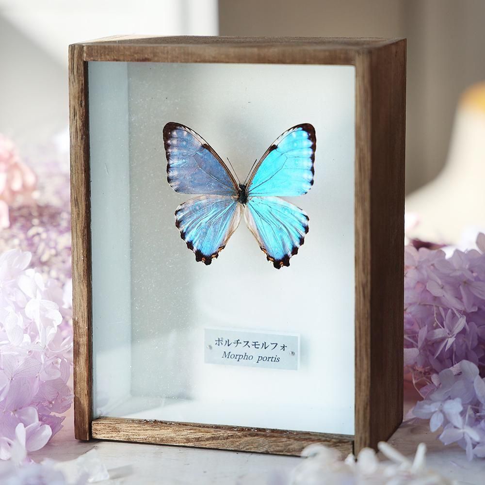 蝶標本 - 海福雑貨通販部