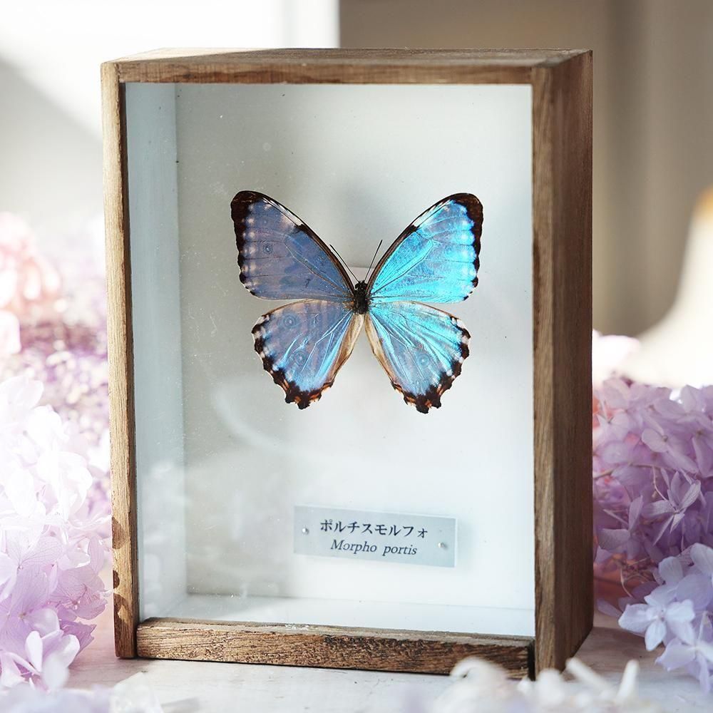 蝶標本 - 海福雑貨通販部