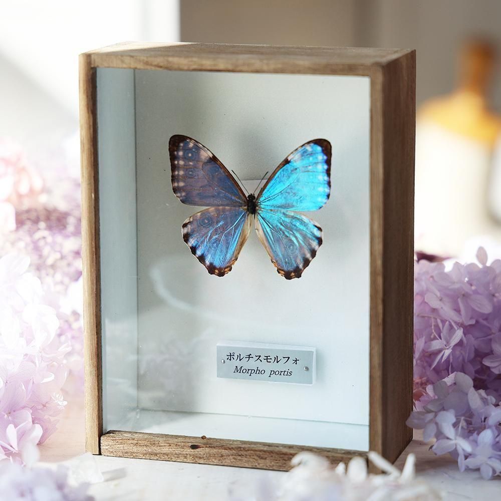 蝶標本 - 海福雑貨通販部