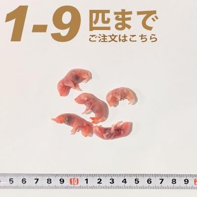 送料無料　冷凍ピンクマウスS500匹 Amazon | 冷凍マウス ピンクマウス M 5匹 国産 SAfarm | SAfarm